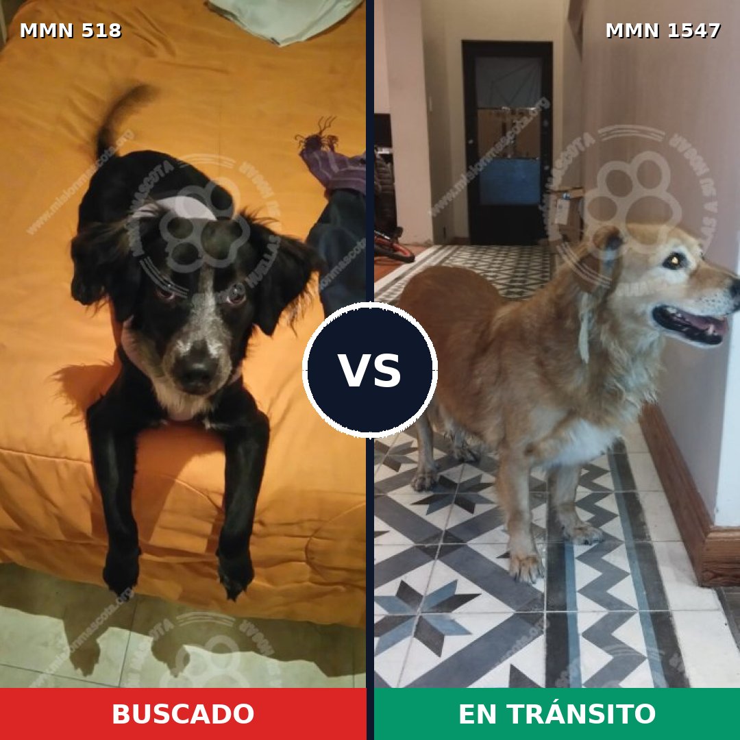 Comparativa MMS 30154: mascota perdida y mascota encontrada, 54% de similitud