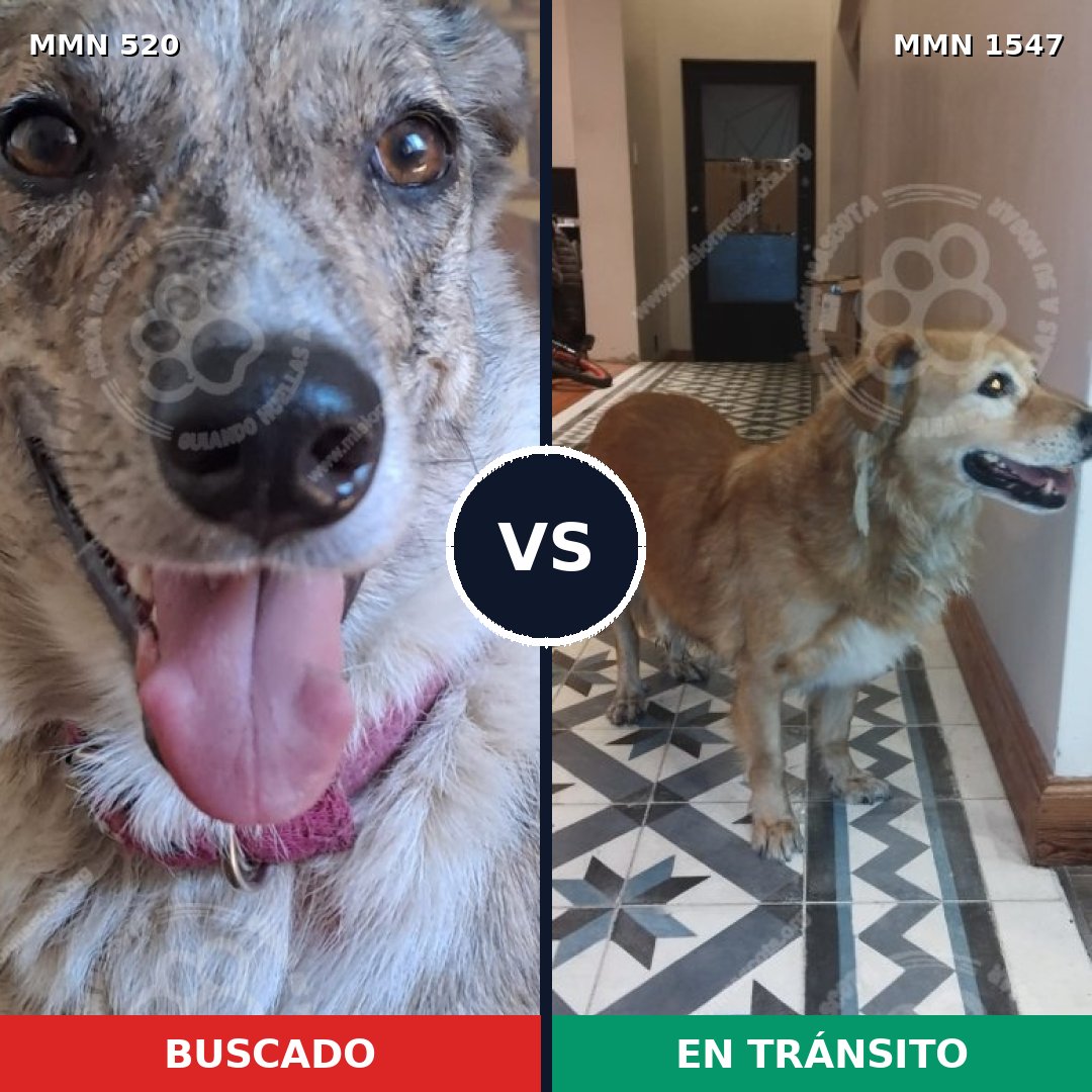Comparativa MMS 30155: mascota perdida y mascota encontrada, 42% de similitud