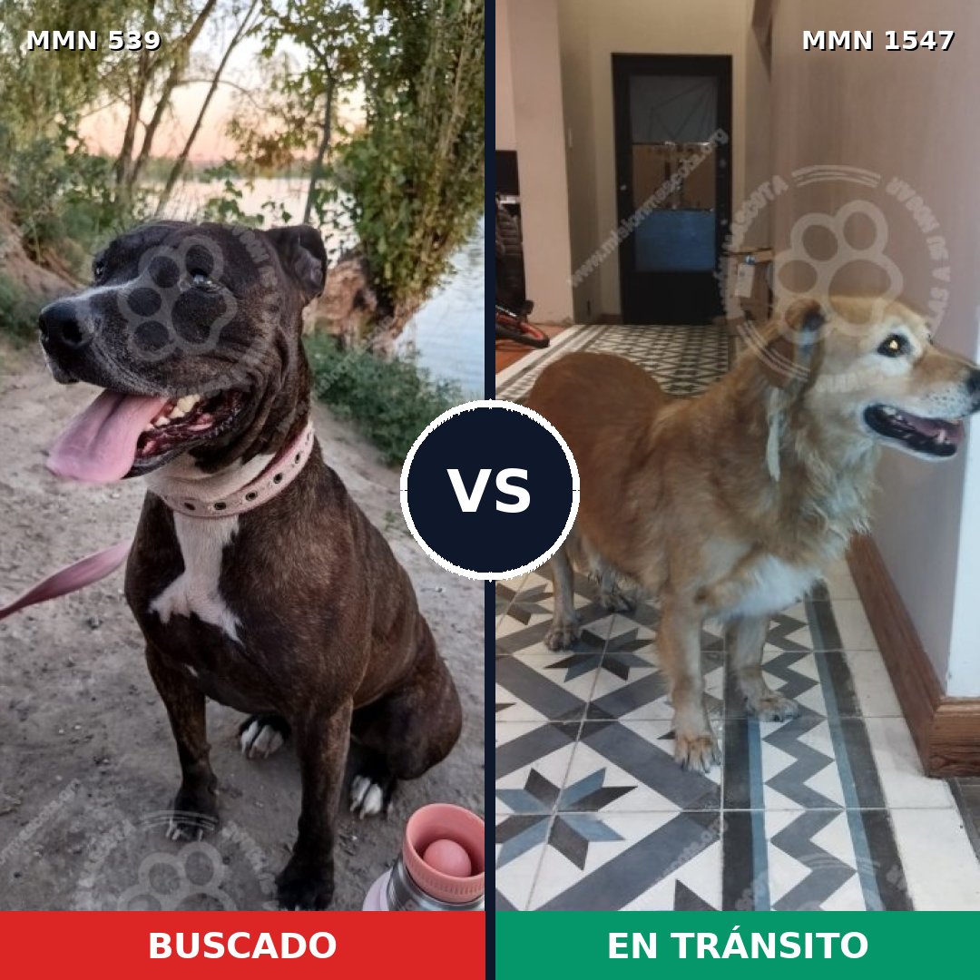 Comparativa MMS 30156: mascota perdida y mascota encontrada, 35% de similitud