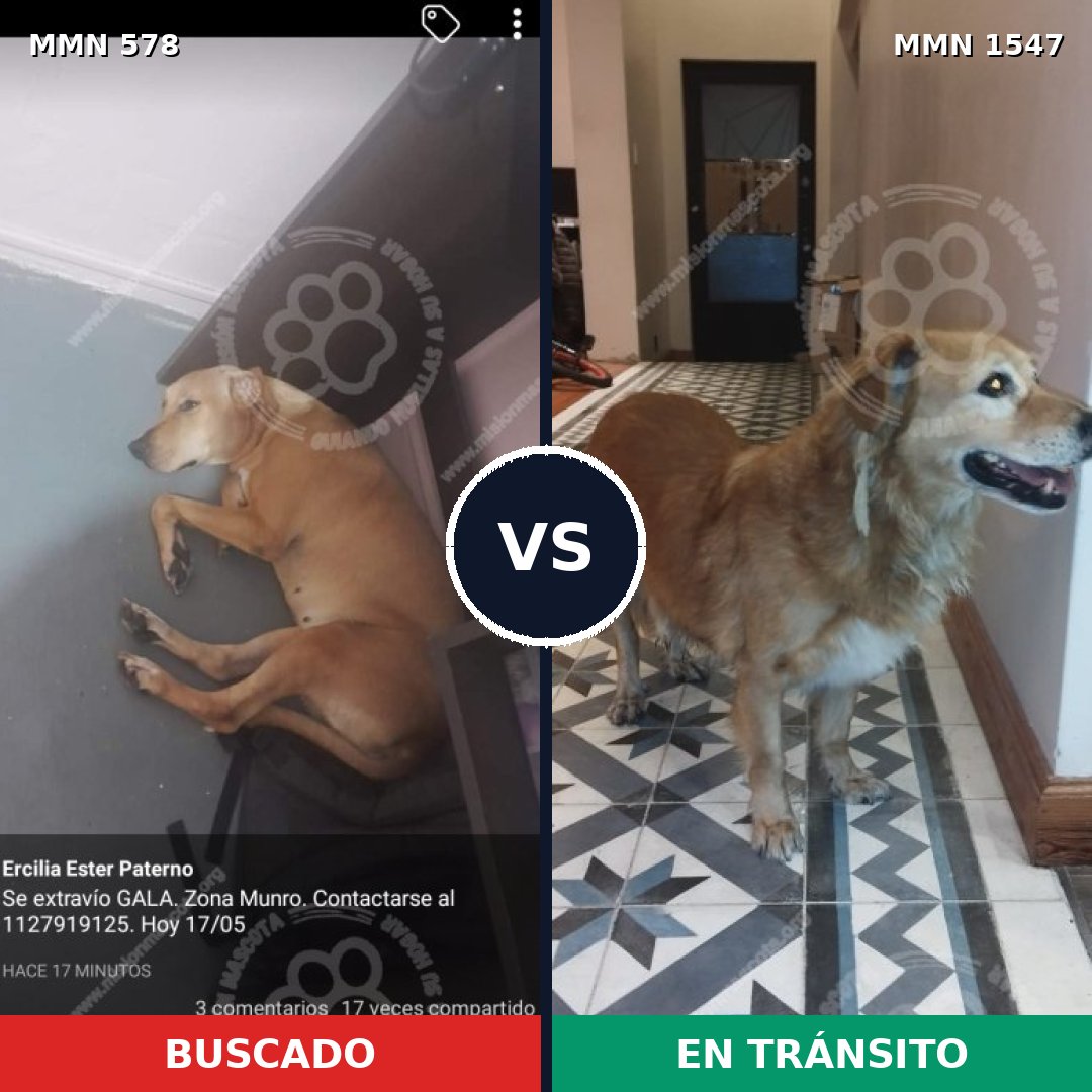 Comparativa MMS 30158: mascota perdida y mascota encontrada, 80% de similitud