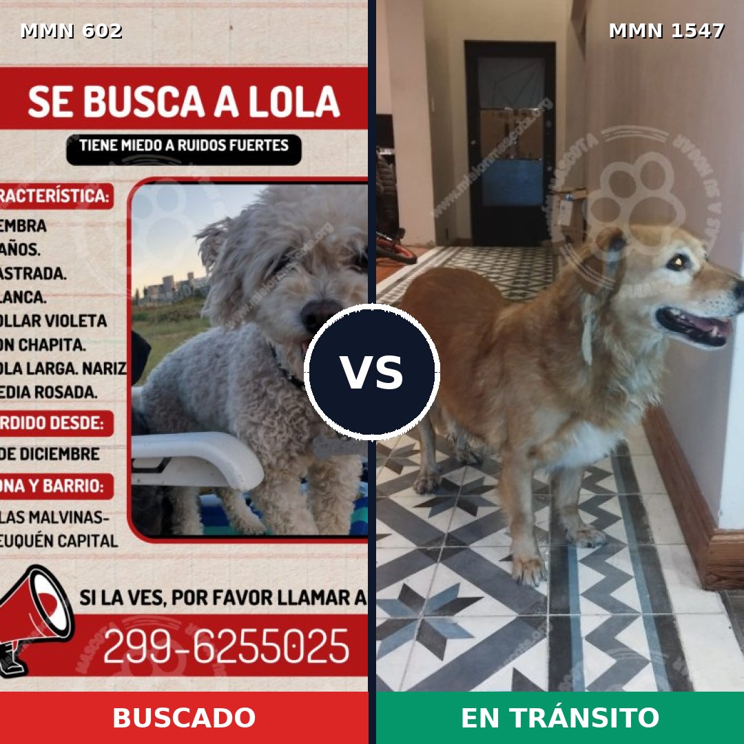 Comparativa MMS 30161: mascota perdida y mascota encontrada, 23% de similitud
