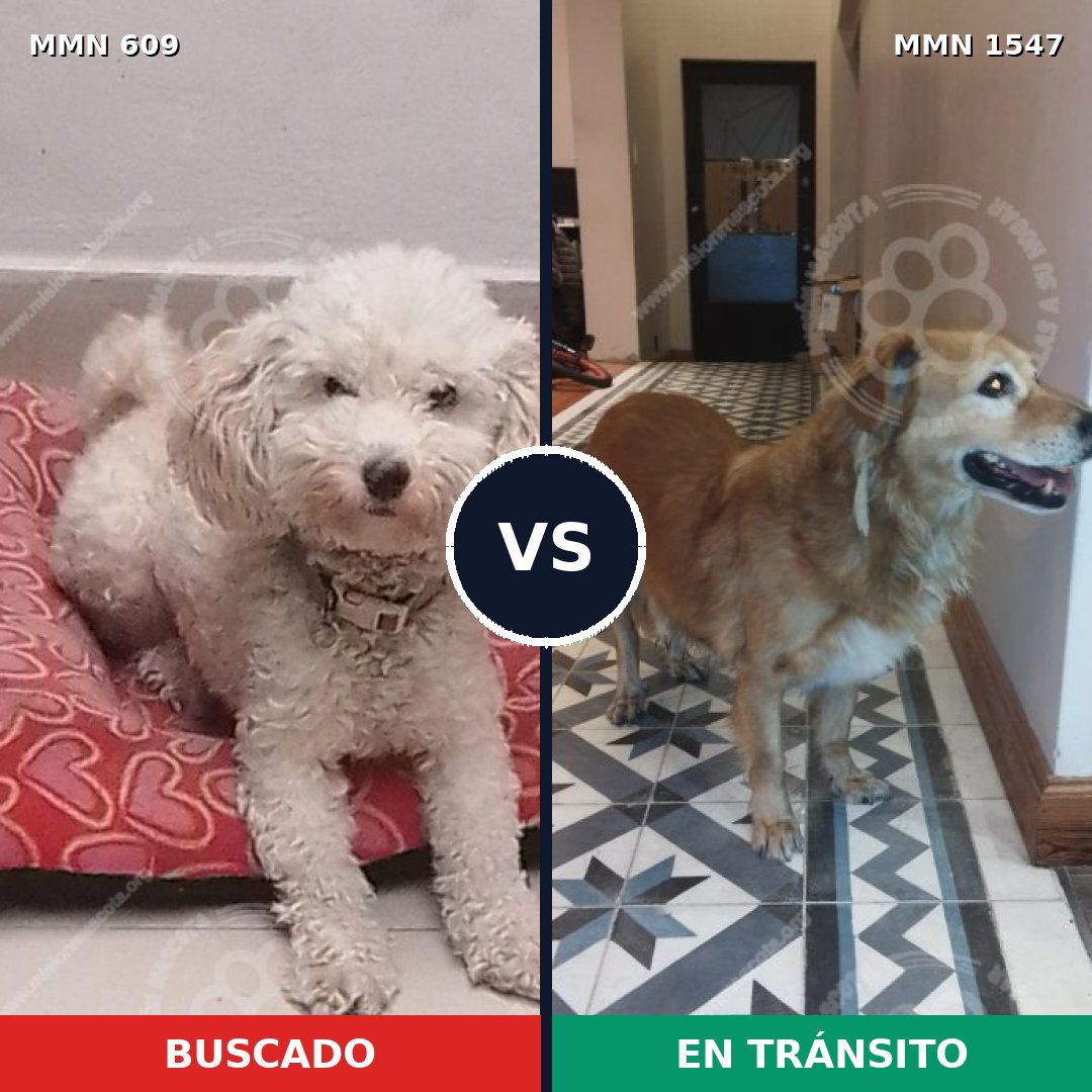 Comparativa MMS 30162: mascota perdida y mascota encontrada, 41% de similitud