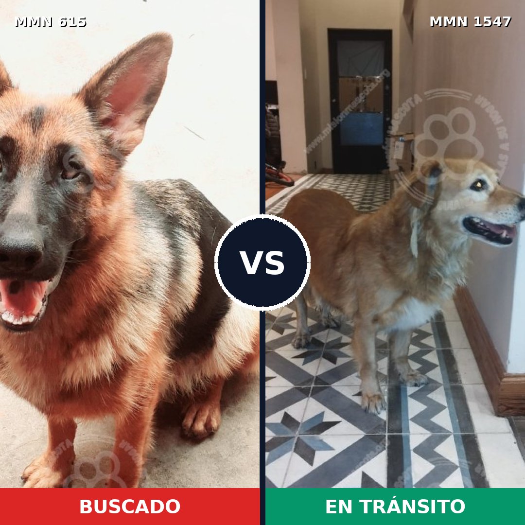 Comparativa MMS 30163: mascota perdida y mascota encontrada, 44% de similitud