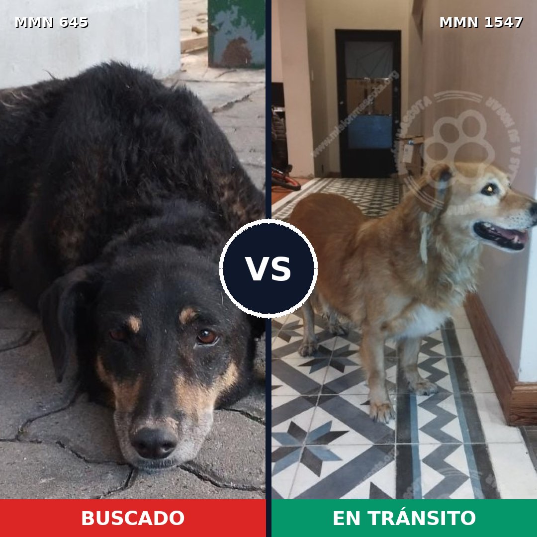 Comparativa MMS 30165: mascota perdida y mascota encontrada, 73% de similitud