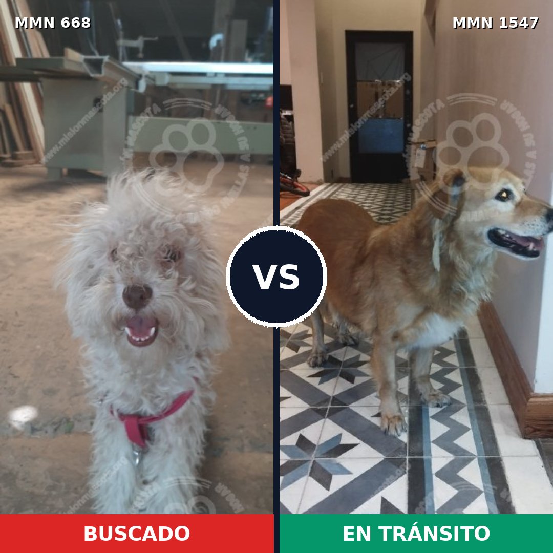 Comparativa MMS 30166: mascota perdida y mascota encontrada, 46% de similitud