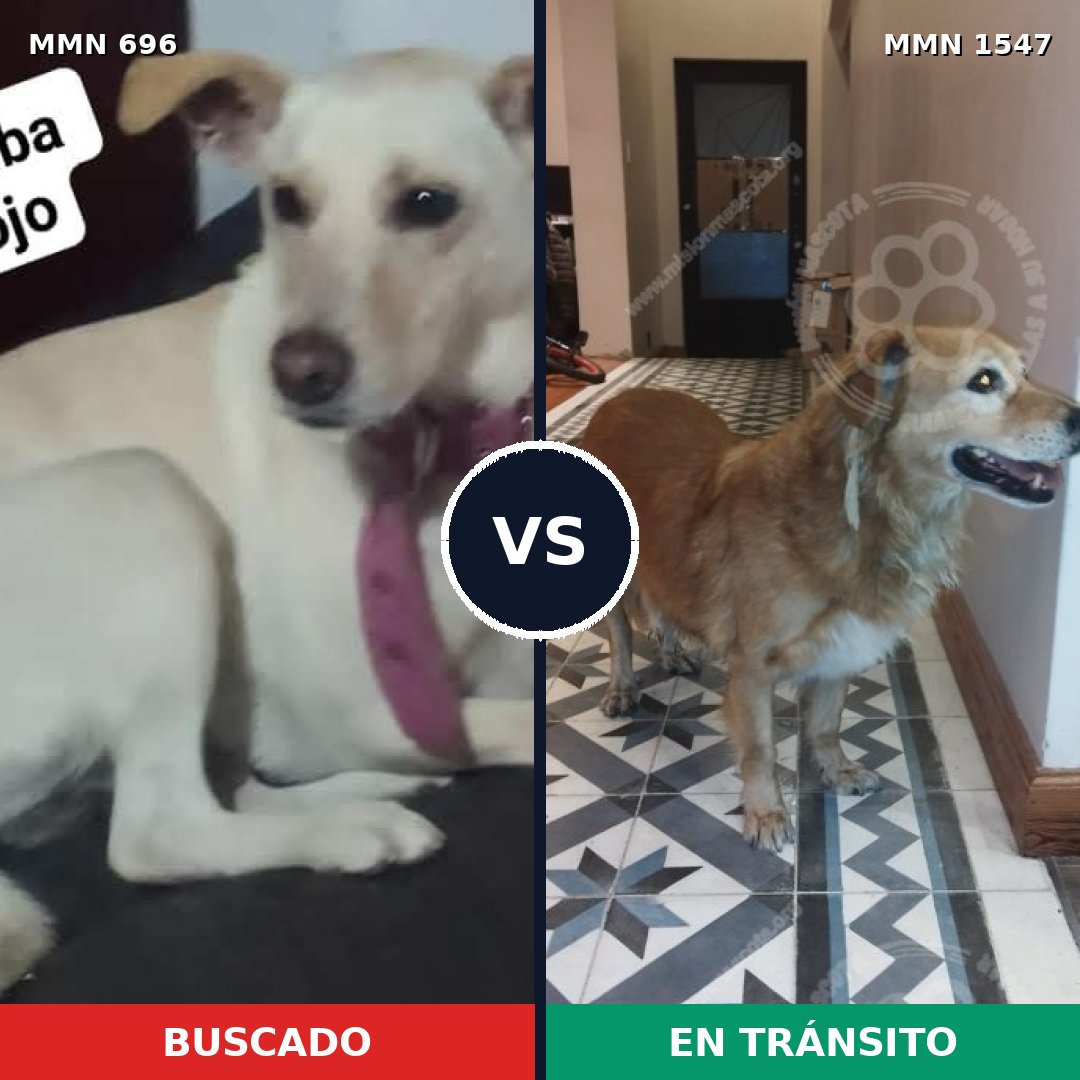 Comparativa MMS 30167: mascota perdida y mascota encontrada, 52% de similitud