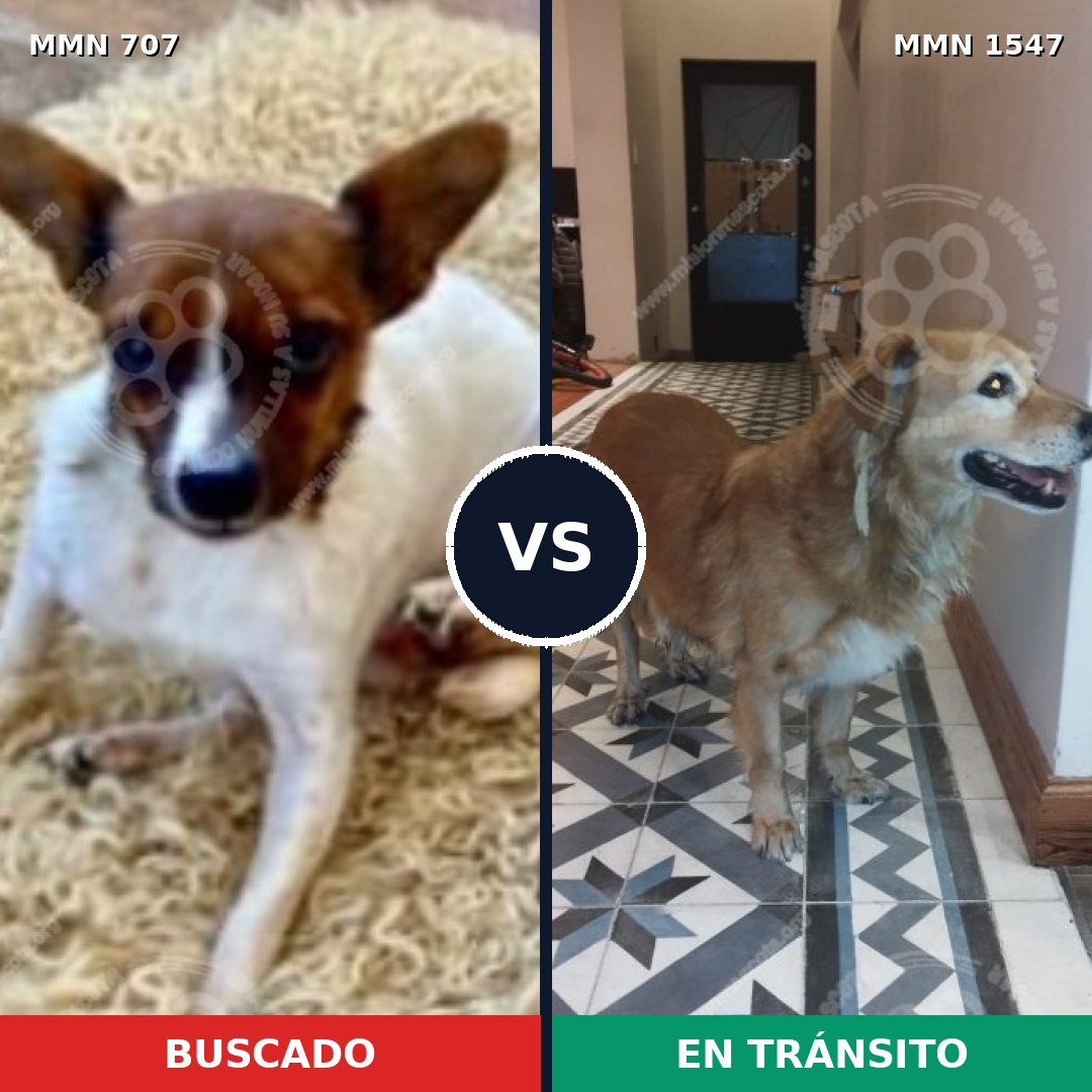 Comparativa MMS 30168: mascota perdida y mascota encontrada, 28% de similitud