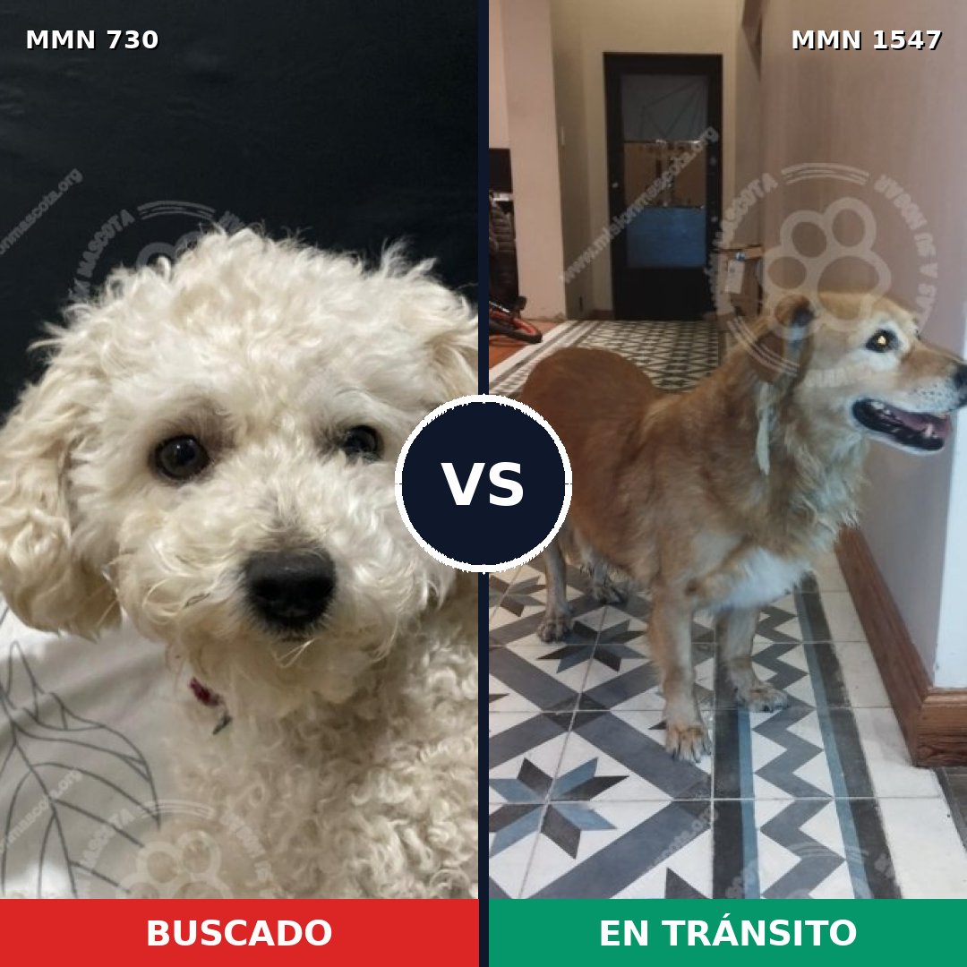Comparativa MMS 30170: mascota perdida y mascota encontrada, 27% de similitud