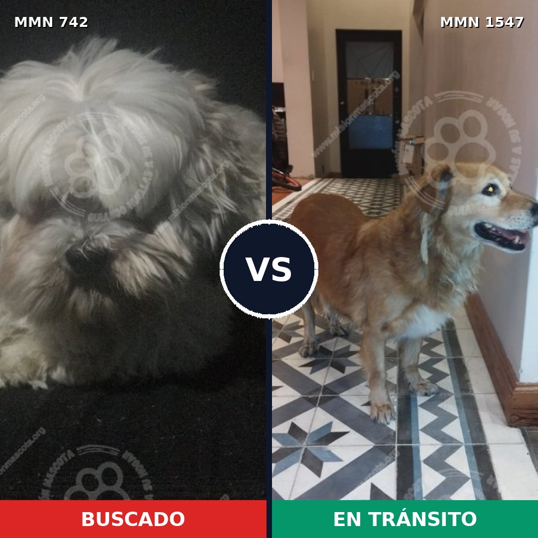 Comparativa MMS 30171: mascota perdida y mascota encontrada, 32% de similitud