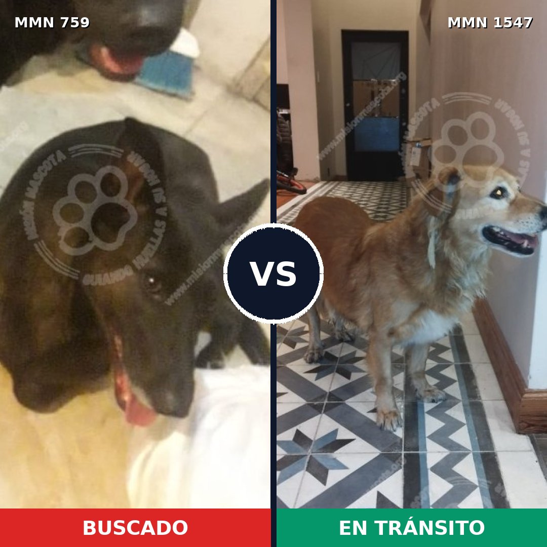 Comparativa MMS 30172: mascota perdida y mascota encontrada, 37% de similitud