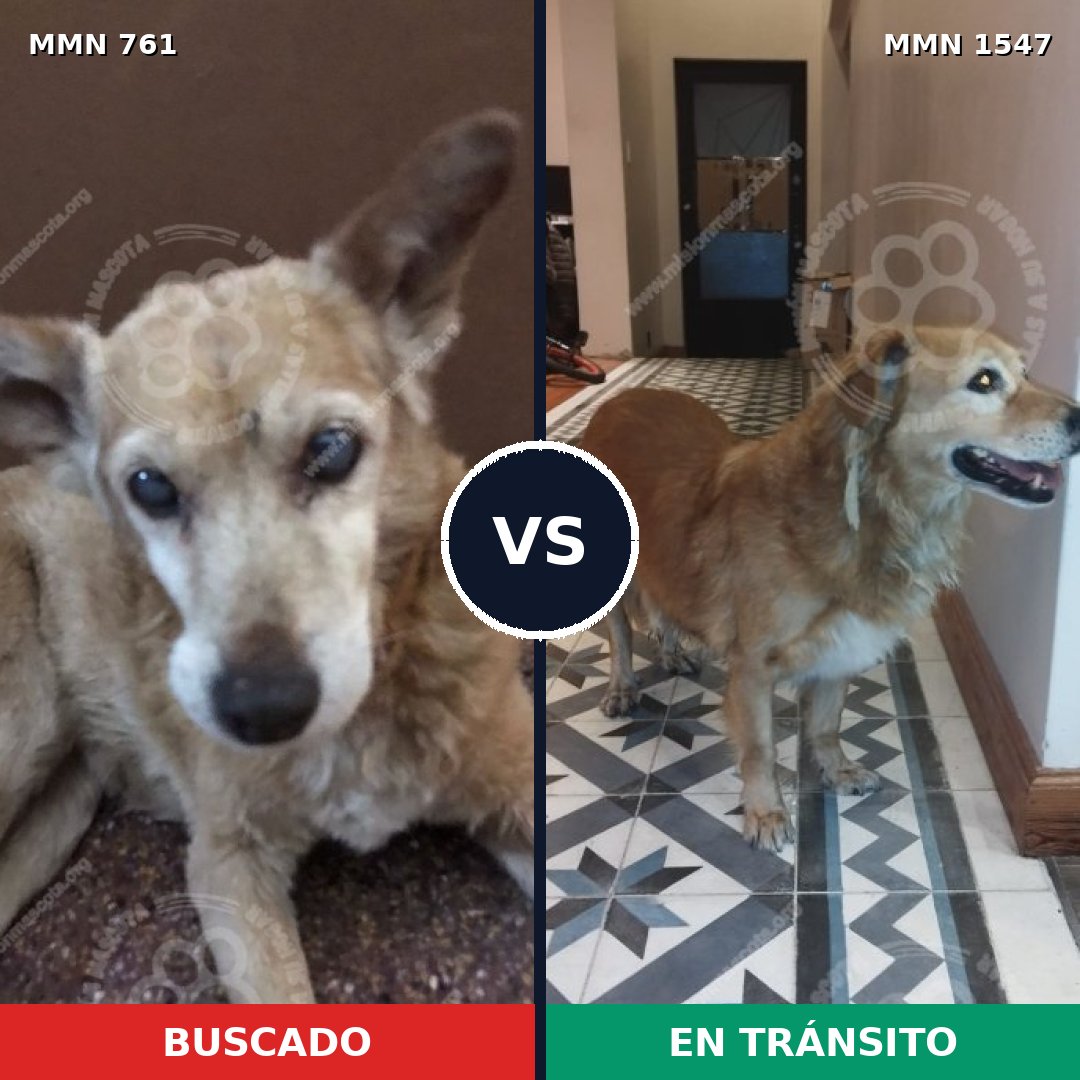 Comparativa MMS 30173: mascota perdida y mascota encontrada, 61% de similitud