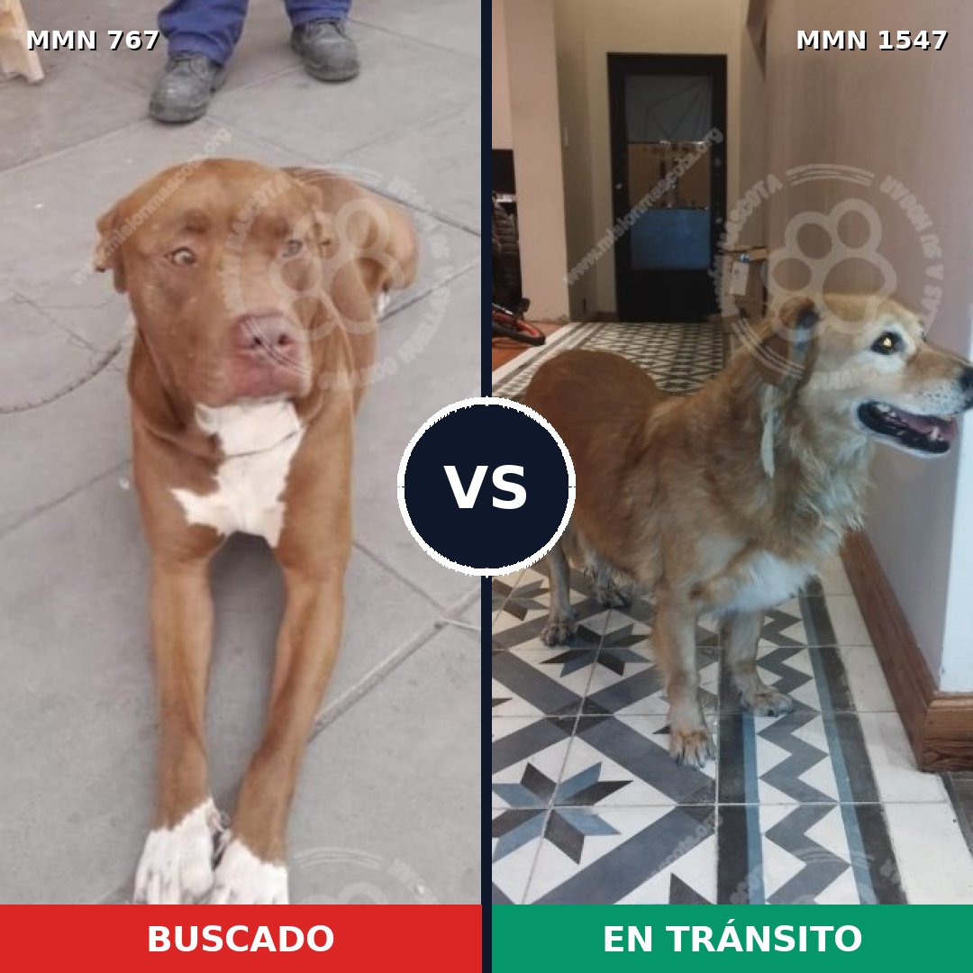Comparativa MMS 30174: mascota perdida y mascota encontrada, 44% de similitud