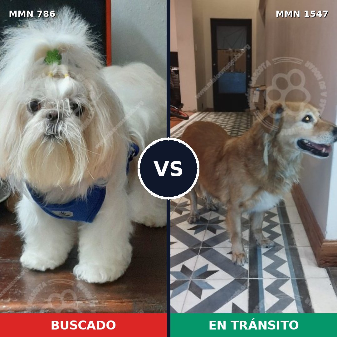 Comparativa MMS 30177: mascota perdida y mascota encontrada, 27% de similitud