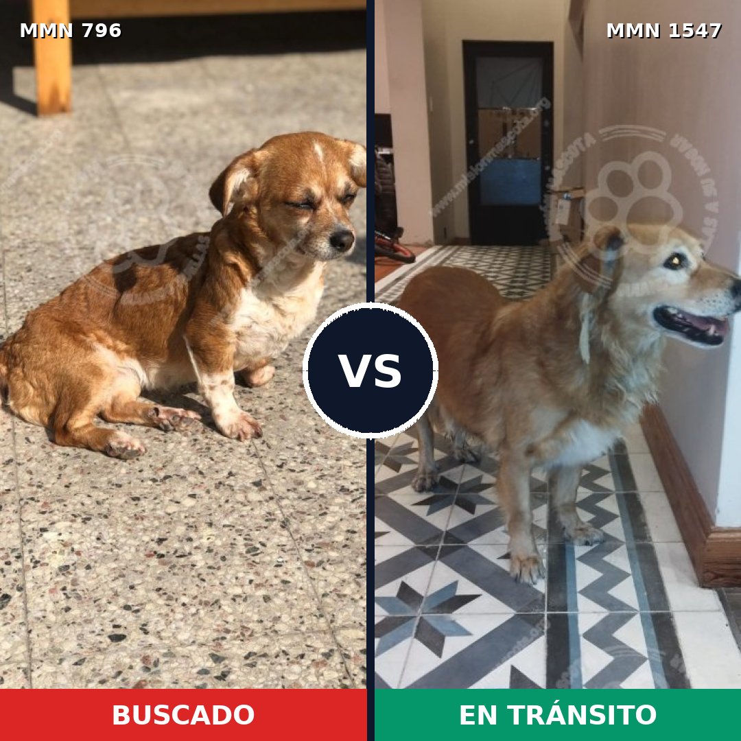 Comparativa MMS 30179: mascota perdida y mascota encontrada, 53% de similitud