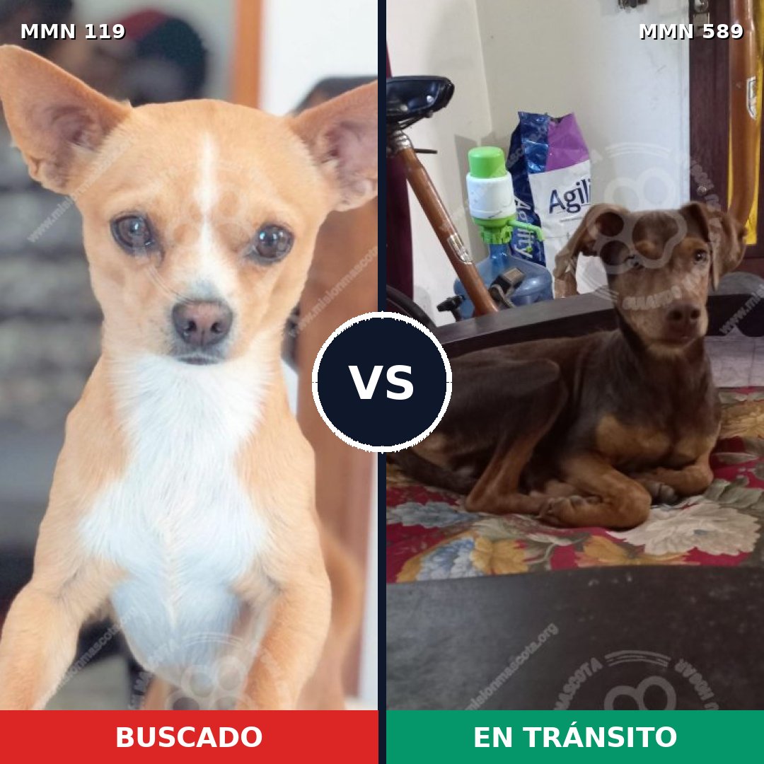 Comparativa MMS 3018: mascota perdida y mascota encontrada, 46% de similitud