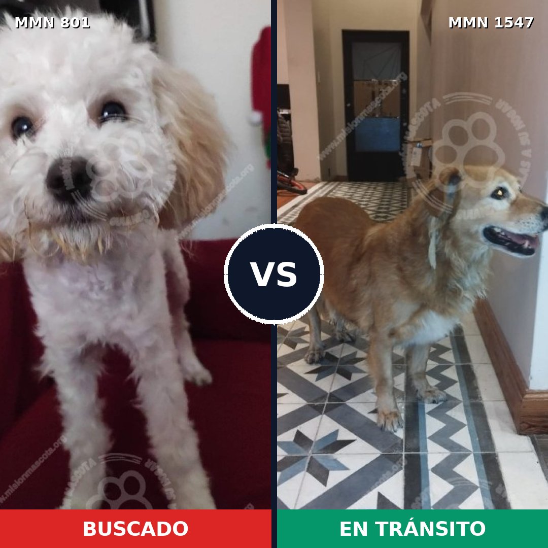 Comparativa MMS 30180: mascota perdida y mascota encontrada, 36% de similitud