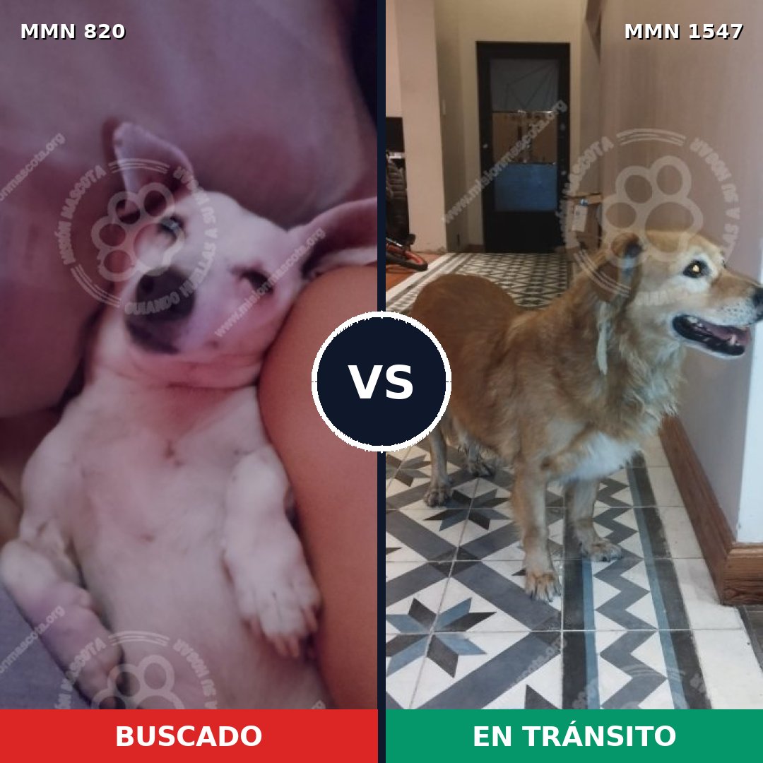 Comparativa MMS 30182: mascota perdida y mascota encontrada, 28% de similitud