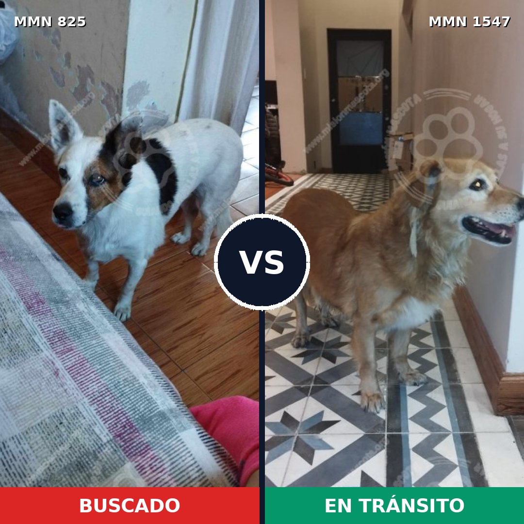 Comparativa MMS 30184: mascota perdida y mascota encontrada, 65% de similitud