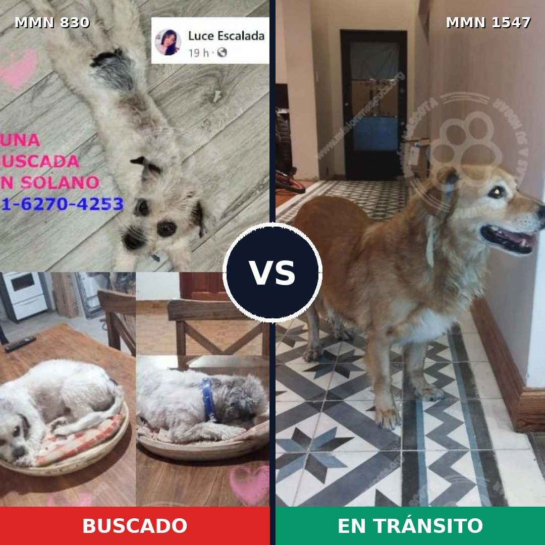 Comparativa MMS 30185: mascota perdida y mascota encontrada, 24% de similitud