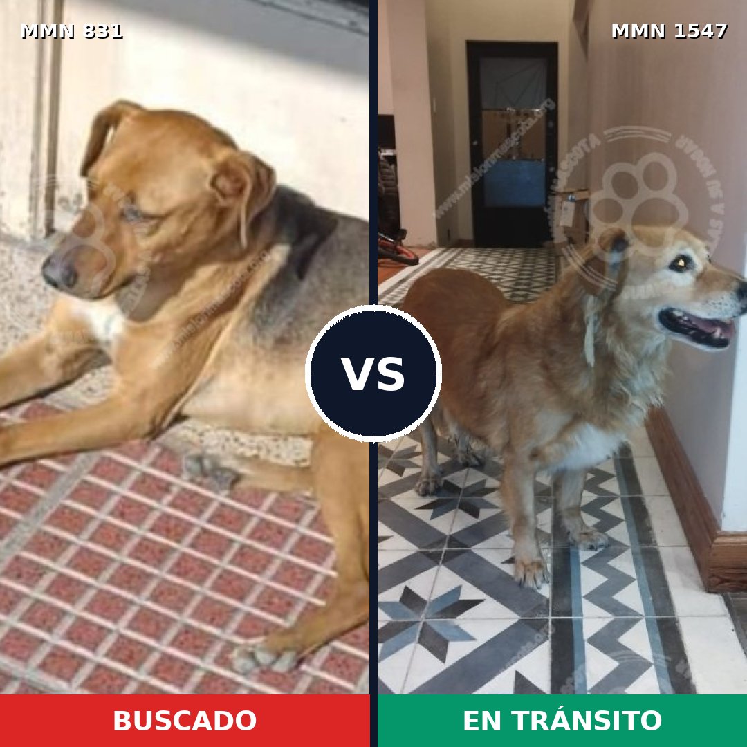 Comparativa MMS 30186: mascota perdida y mascota encontrada, 62% de similitud