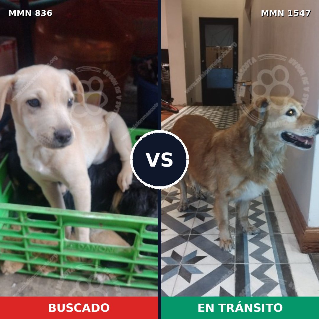 Comparativa MMS 30187: mascota perdida y mascota encontrada, 38% de similitud