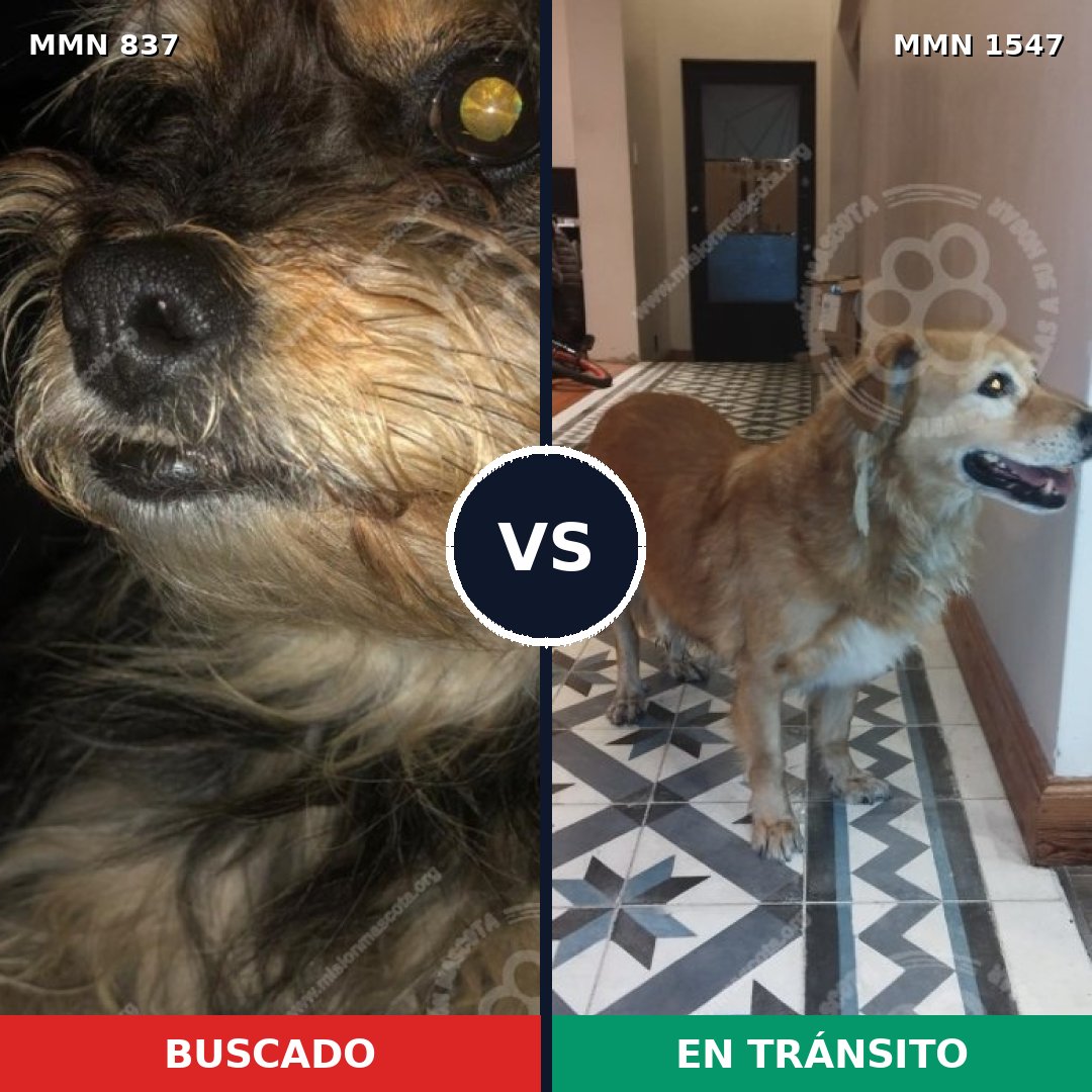 Comparativa MMS 30188: mascota perdida y mascota encontrada, 32% de similitud
