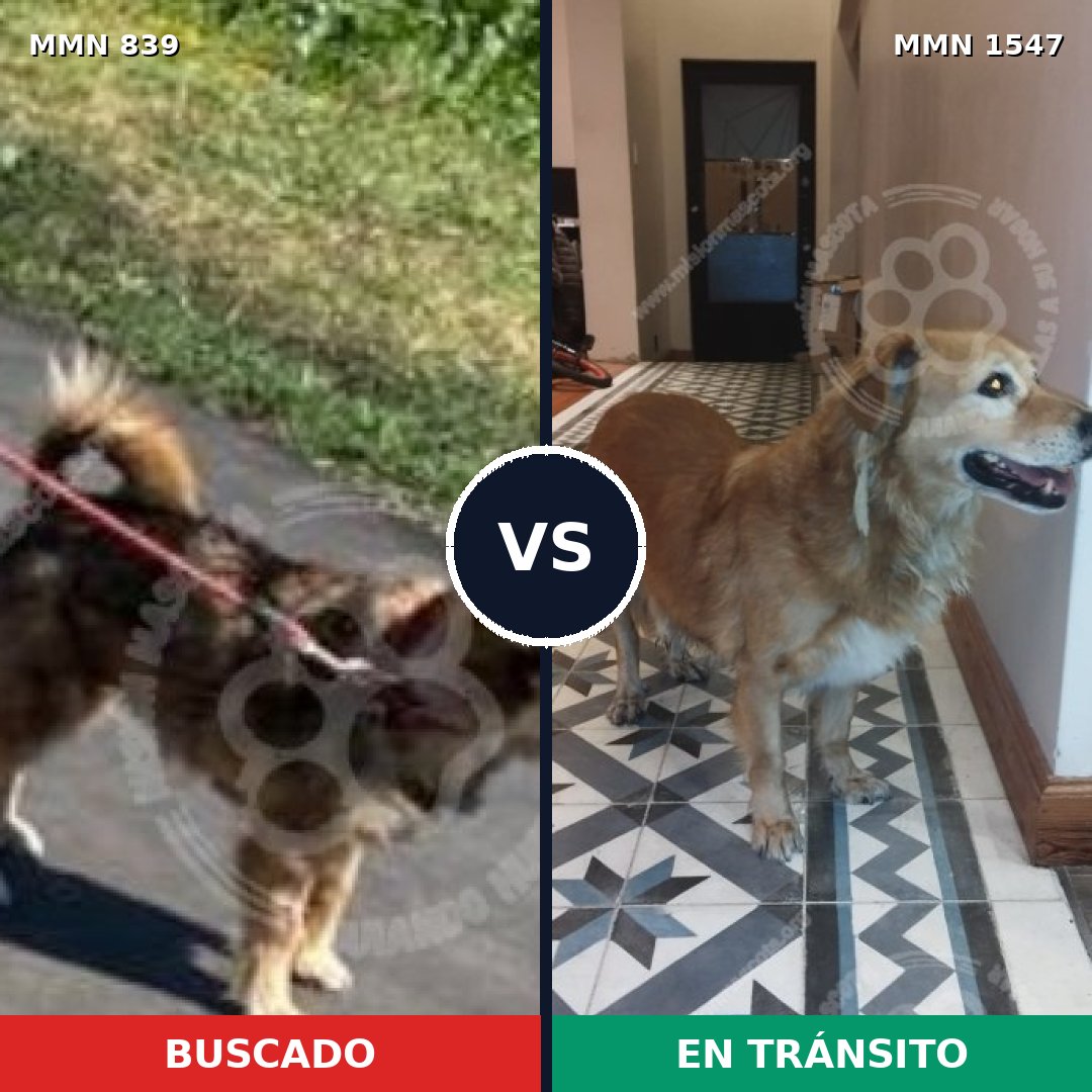 Comparativa MMS 30189: mascota perdida y mascota encontrada, 58% de similitud