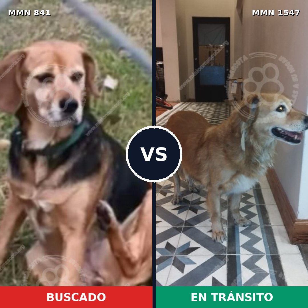 Comparativa MMS 30190: mascota perdida y mascota encontrada, 60% de similitud