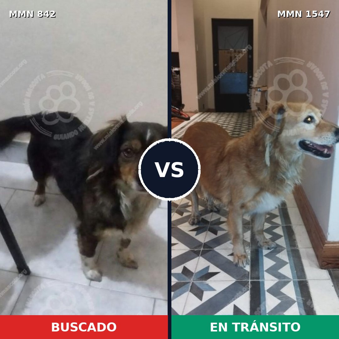 Comparativa MMS 30191: mascota perdida y mascota encontrada, 52% de similitud