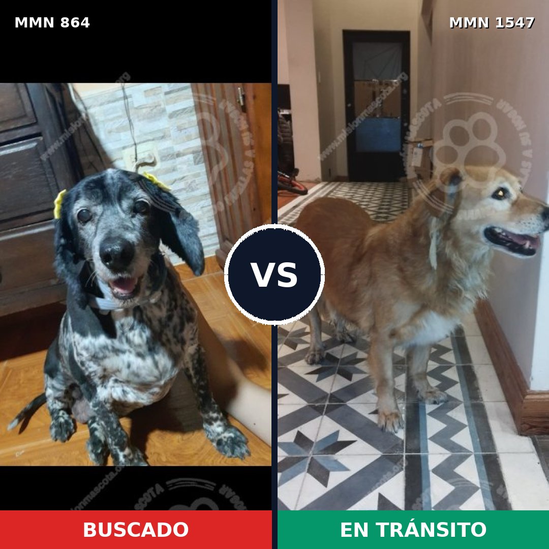 Comparativa MMS 30194: mascota perdida y mascota encontrada, 33% de similitud