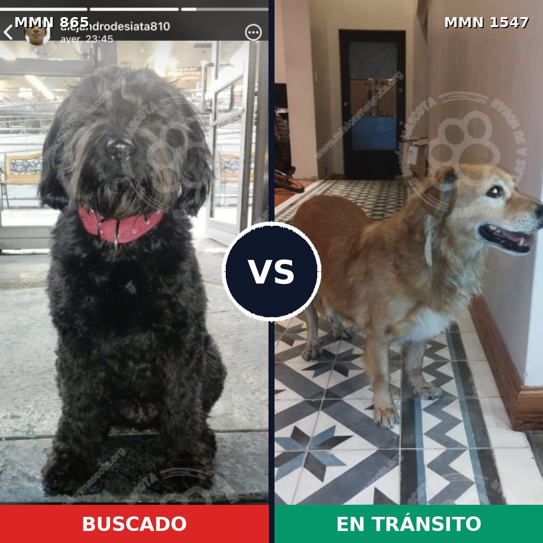 Comparativa MMS 30195: mascota perdida y mascota encontrada, 39% de similitud