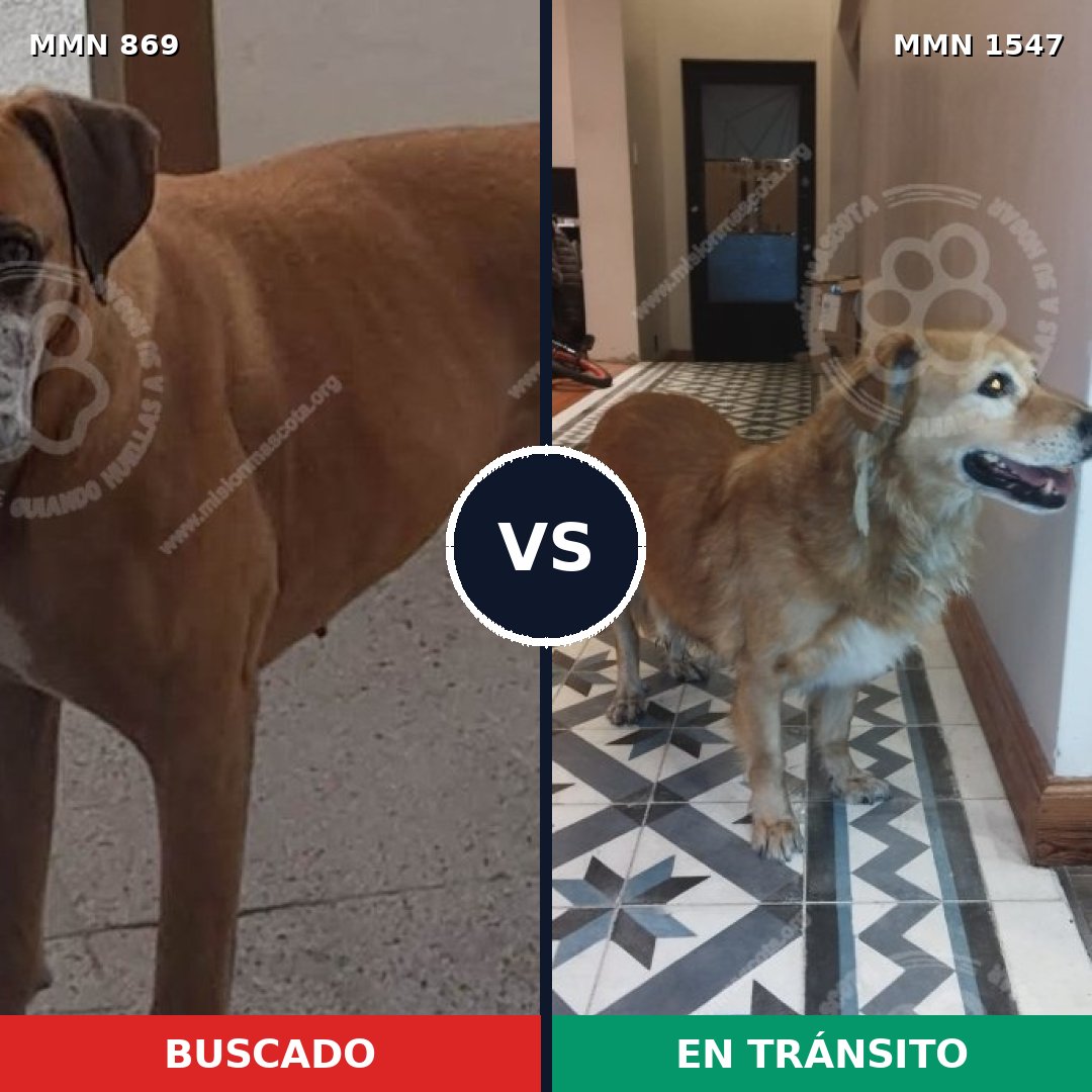Comparativa MMS 30196: mascota perdida y mascota encontrada, 51% de similitud