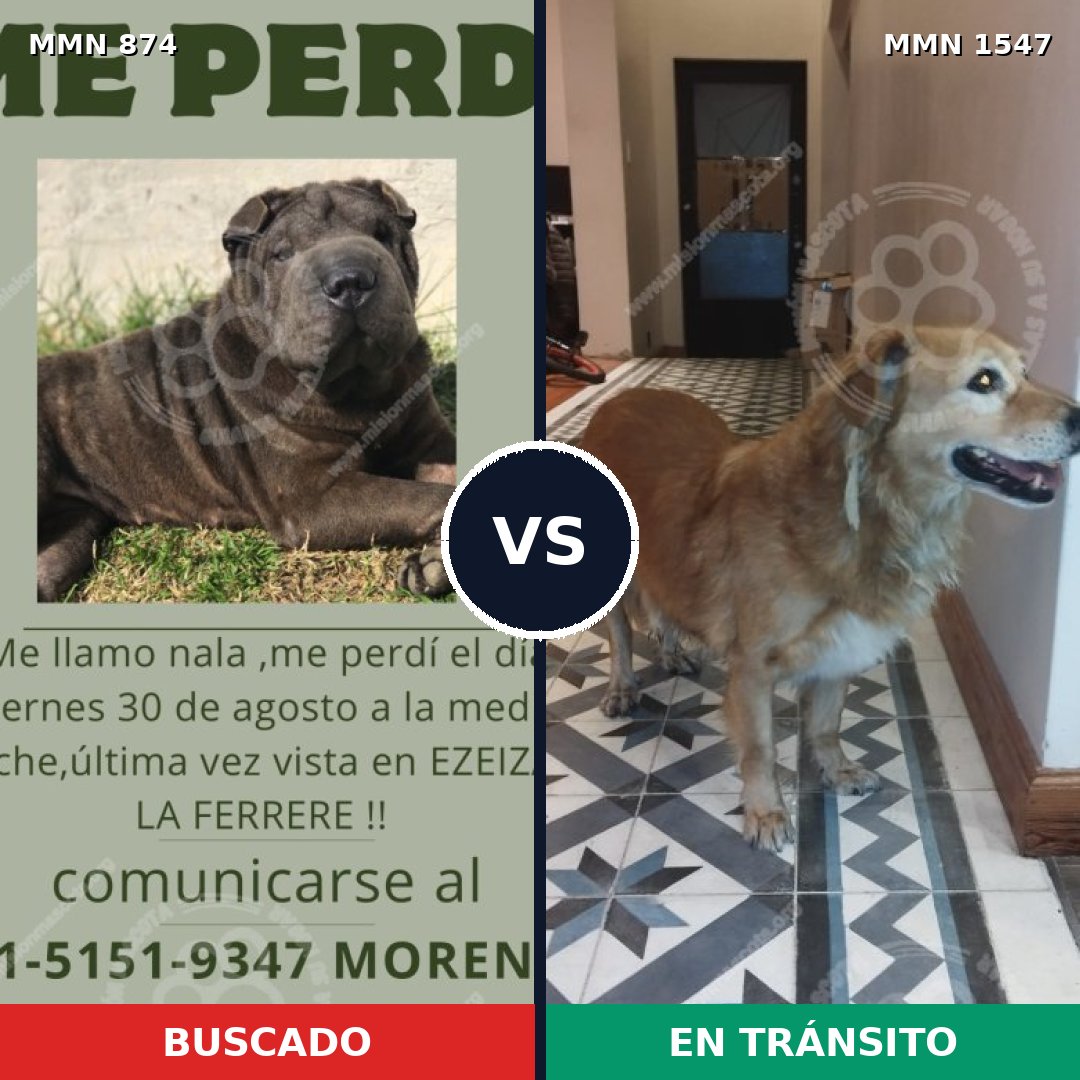 Comparativa MMS 30197: mascota perdida y mascota encontrada, 38% de similitud