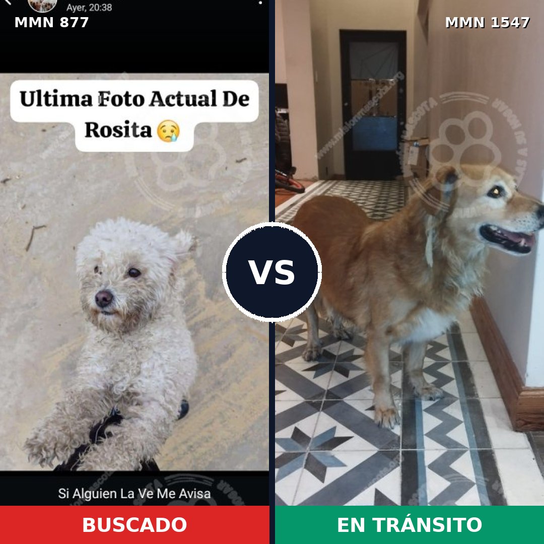 Comparativa MMS 30198: mascota perdida y mascota encontrada, 34% de similitud