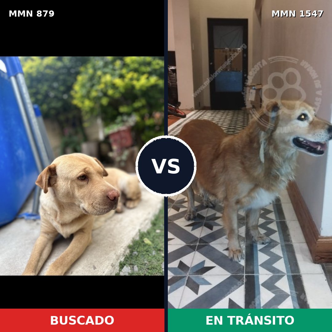 Comparativa MMS 30199: mascota perdida y mascota encontrada, 43% de similitud