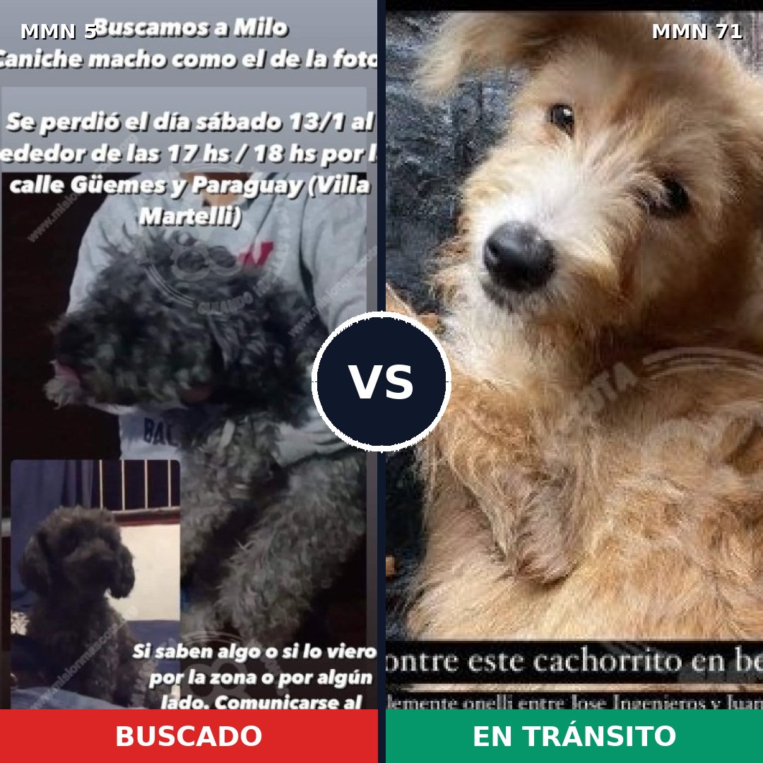 Comparativa MMS 302: mascota perdida y mascota encontrada, 36% de similitud