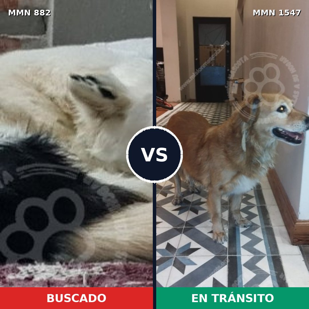 Comparativa MMS 30200: mascota perdida y mascota encontrada, 36% de similitud