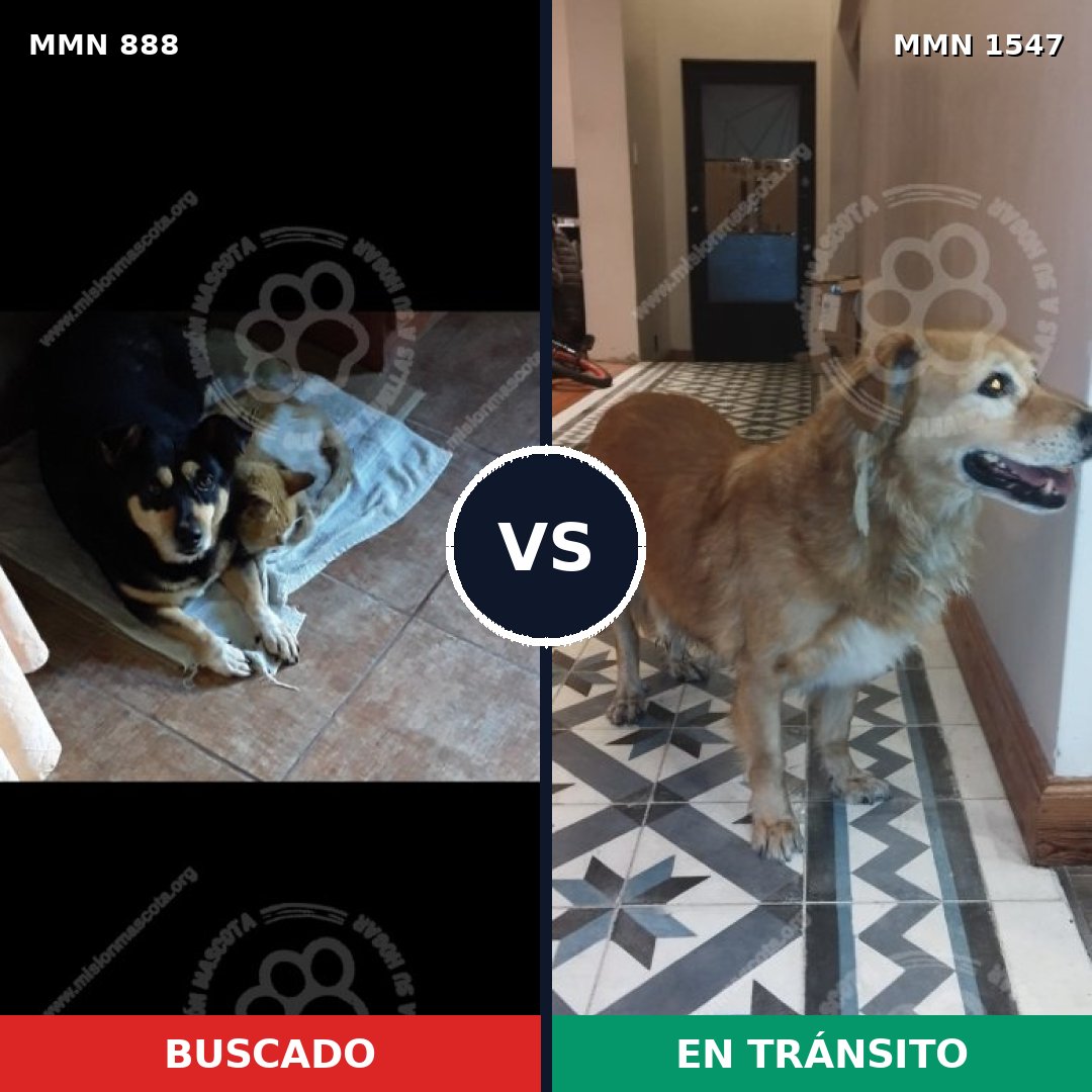 Comparativa MMS 30201: mascota perdida y mascota encontrada, 69% de similitud