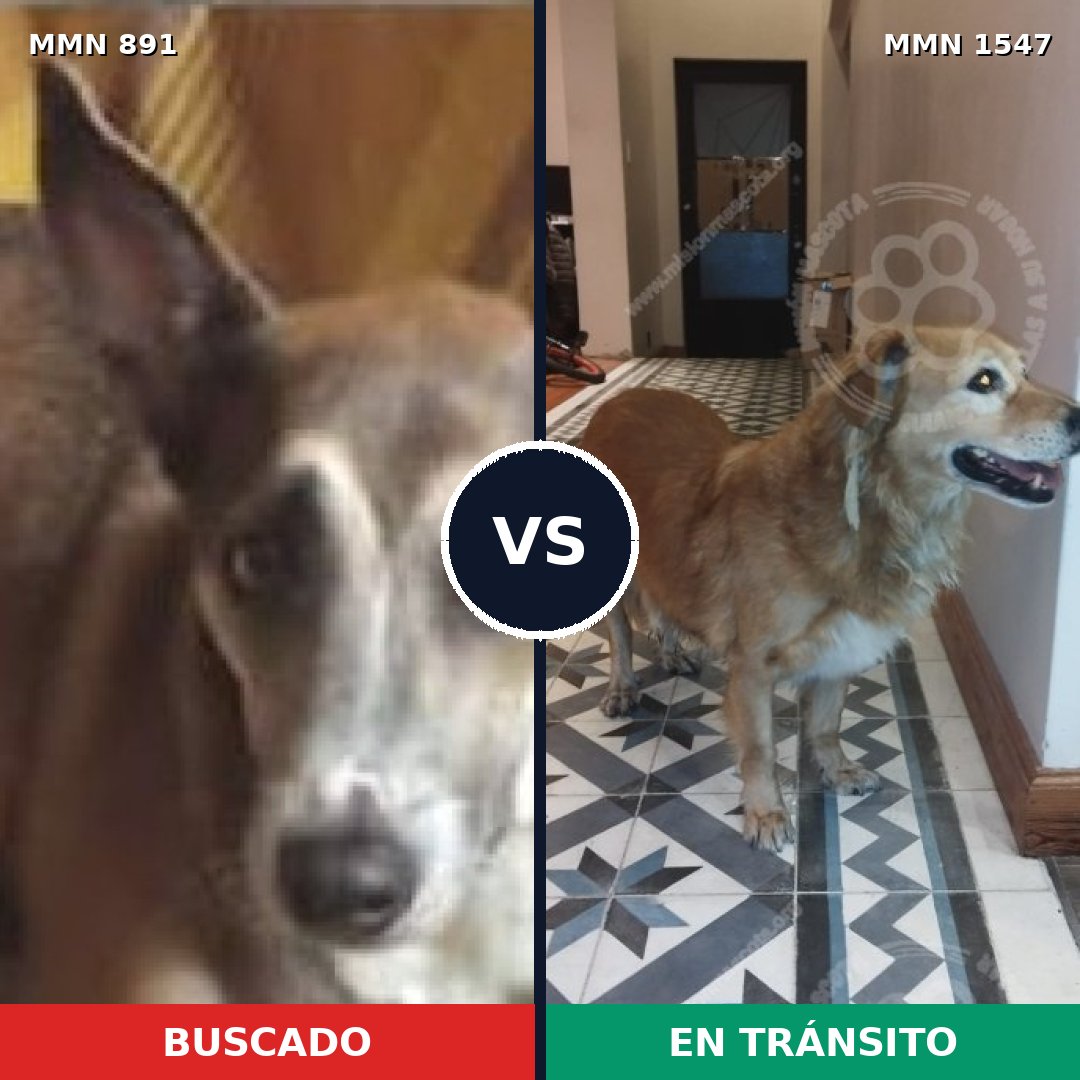 Comparativa MMS 30202: mascota perdida y mascota encontrada, 83% de similitud