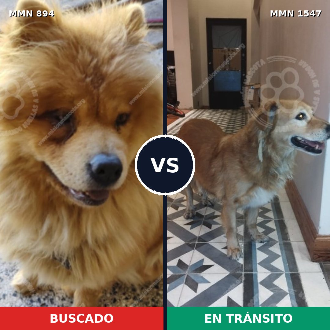 Comparativa MMS 30203: mascota perdida y mascota encontrada, 42% de similitud