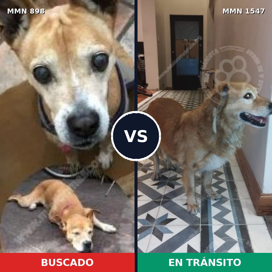 Comparativa MMS 30205: mascota perdida y mascota encontrada, 40% de similitud
