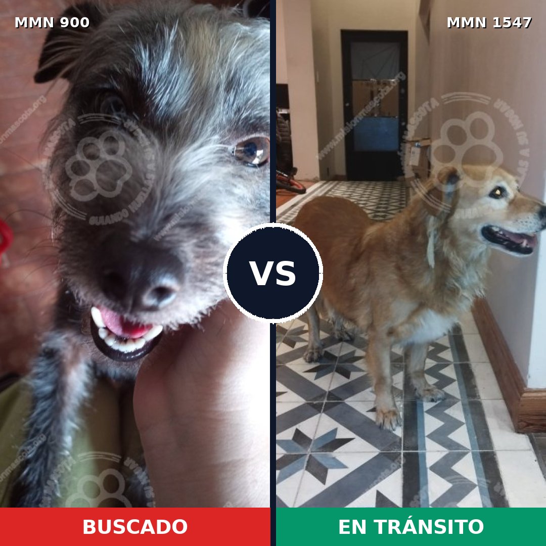 Comparativa MMS 30206: mascota perdida y mascota encontrada, 32% de similitud