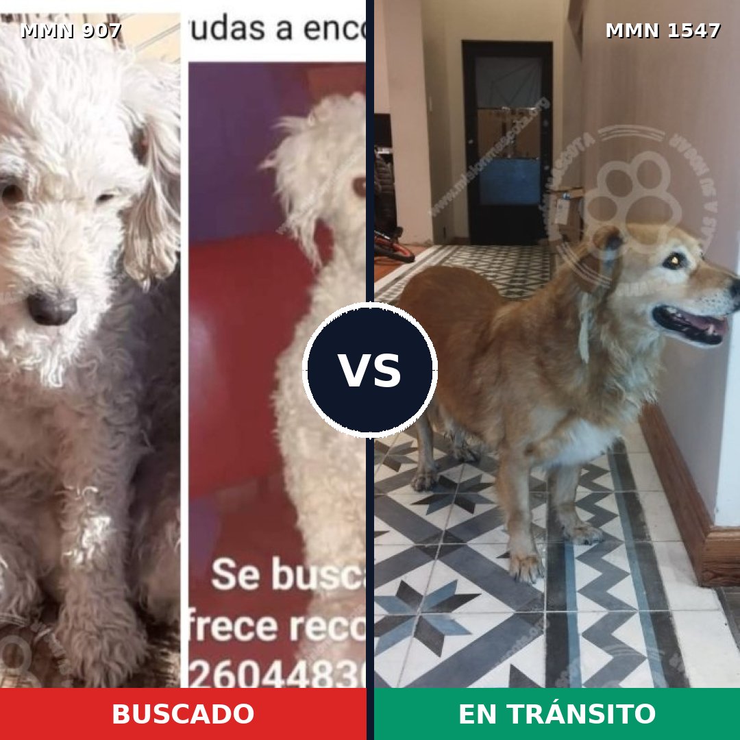 Comparativa MMS 30207: mascota perdida y mascota encontrada, 30% de similitud