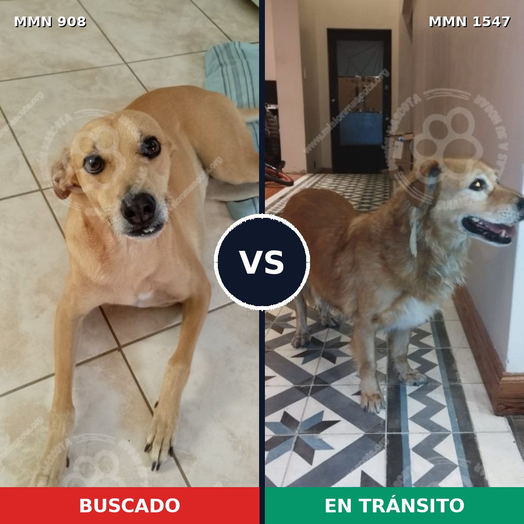 Comparativa MMS 30208: mascota perdida y mascota encontrada, 51% de similitud