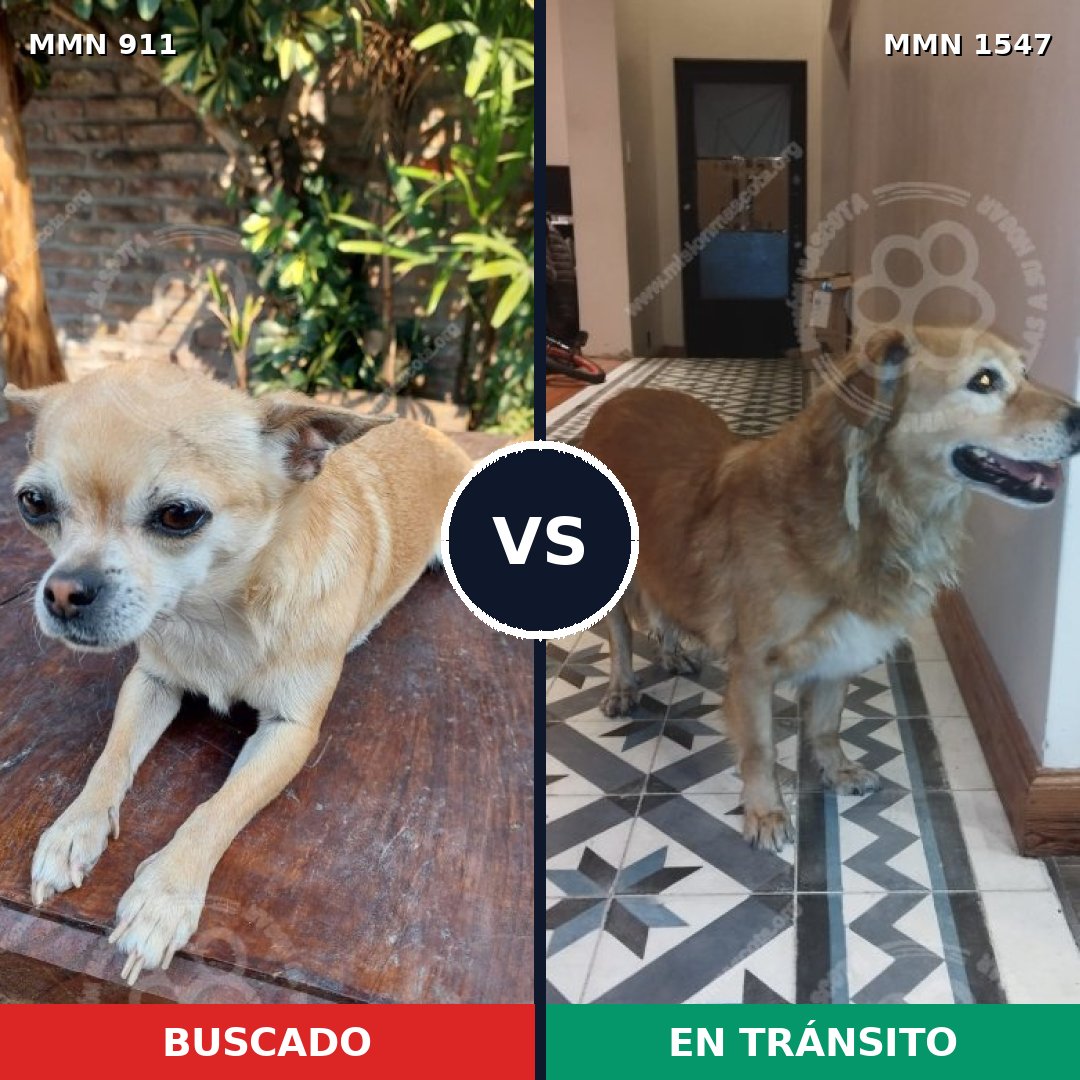 Comparativa MMS 30209: mascota perdida y mascota encontrada, 35% de similitud