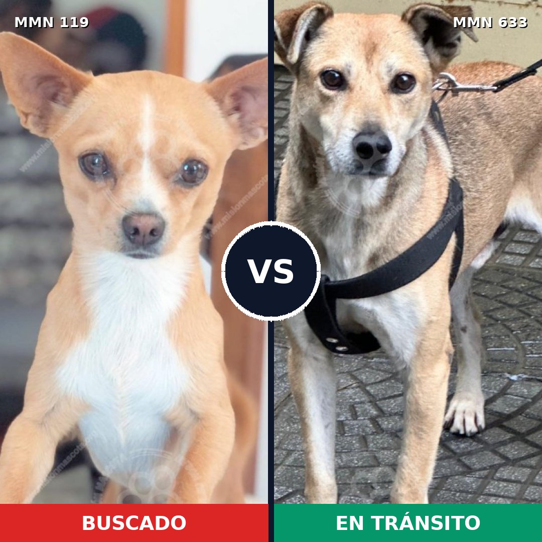 Comparativa MMS 3021: mascota perdida y mascota encontrada, 26% de similitud