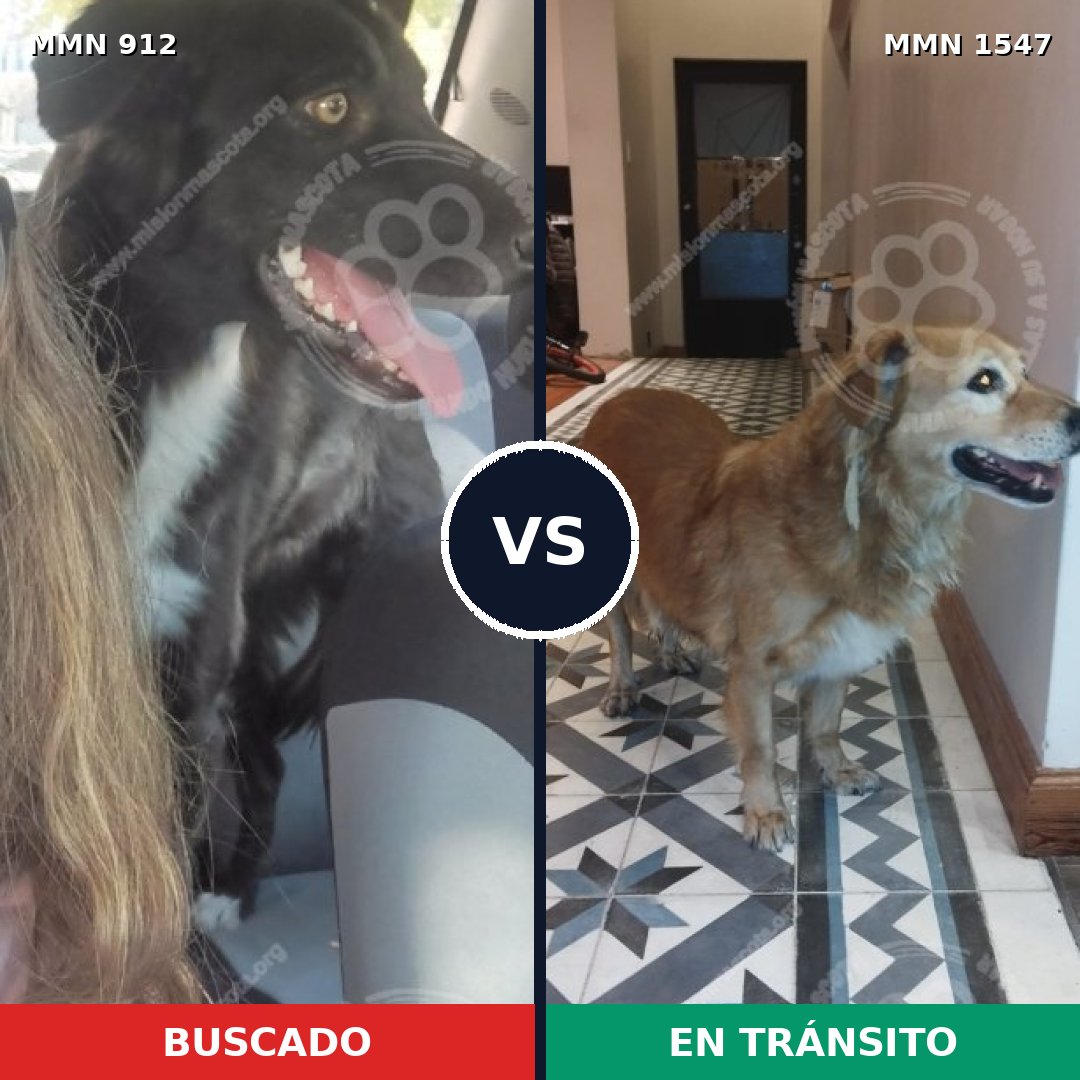 Comparativa MMS 30210: mascota perdida y mascota encontrada, 57% de similitud