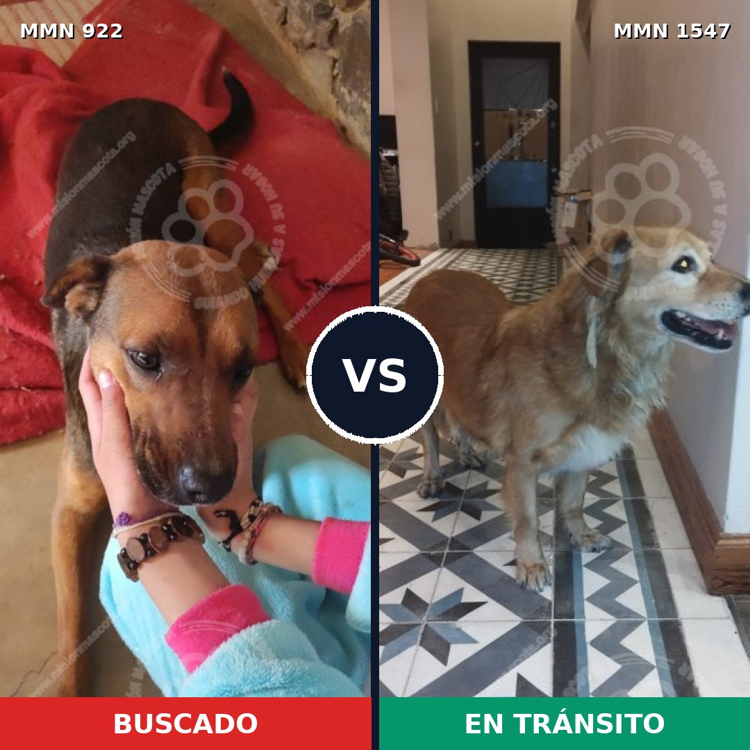 Comparativa MMS 30212: mascota perdida y mascota encontrada, 32% de similitud