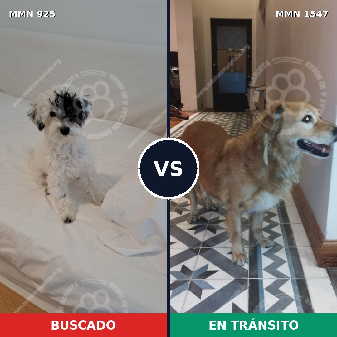Comparativa MMS 30213: mascota perdida y mascota encontrada, 31% de similitud
