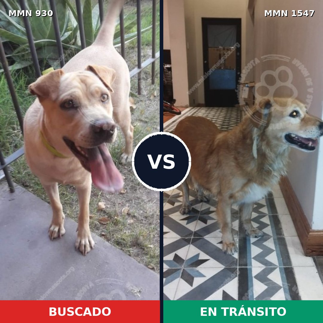 Comparativa MMS 30214: mascota perdida y mascota encontrada, 53% de similitud